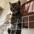 やましいことのある猫が取る行動５つ