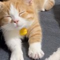 子猫が『伸び』をしたら…短い脚を精一杯伸ばす様子が"かわいすぎ…