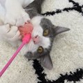 猫が夢中になる⁈猫じゃらしで遊ぶコツ５つ