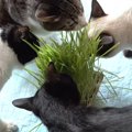 恐怖より食い気！猫草に夢中になるあまり強気に出る