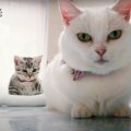 ダメなことはついしたくなっちゃう？先輩猫の真似をする後輩猫！