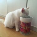 猫がフードを１粒ずつ手ですくって食べるときの心理３つ