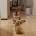 猫たちがぴょこぴょこ動く『うさぎ型ロボット』を見た結果…笑ってしまう『…