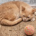 猫の『関節症』の症状9つ　今からできる予防法も要チェック！