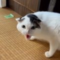 なぜか実家の猫に嫌われて…帰るときに『窓』を見てみたら→まさかの光…