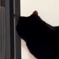 同居猫を待ち伏せする猫→相手が『予想外のルート』から現れて…あまりにも…