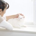 愛猫がいつもあなたの隣に居る11の理由