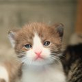 ごく短い間しか見られない『子猫サイン』4選　成長とともに消える、チ…