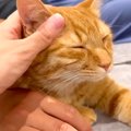 ソファでパパとママの真ん中にいる猫→ふと気づいたら…くつろぎすぎて…