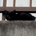 保護されたばかりで『怯えていた子猫』が、30分後には……まさかの『変…