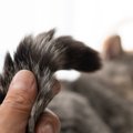 猫の『しっぽに触れると怒る』理由4選　なぜ触られたくないの？避けるべき…