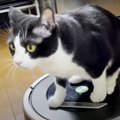 猫ちゃんの重みで本領発揮出来ないルンバ