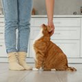 猫の『良い飼い方』と『ダメな飼い方』で異なるポイント5つ　愛猫の幸せを…