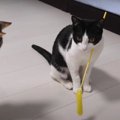 困惑…！猫ちゃんの首輪におもちゃがスポッ♪