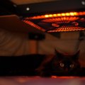 猫が『ヤケド』をしているときの症状5つ　起こりやすい状況や取るべき…