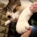 『邪魔しにゃいで！』猫ちゃんのほかほかスポット