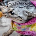 もっと食べたい！食いしん坊な猫ちゃんが欲しがったものとは？