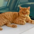 野良猫を『自宅の駐車場で見つけた時』の絶対NG行為3つ　正しい対処方…