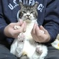 いつもは大人しい猫ちゃん、珍しく抵抗？