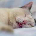 猫が『寝言を言っている』ときに考えられる理由4つ　中には注意が必要…