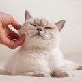 『猫との相性がバツグンな人』の特徴3つ　猫様に愛される人になりたい…