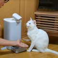 元野良猫に『お手』を教えた結果…"愛情いっぱいの練習風景"…