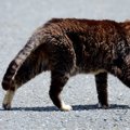 猫が『撫でると逃げる』原因3つ　撫で方だけじゃない？不調の可能性とは