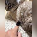 猫のお腹から出ている『謎の物体』をツンツンしていると…予想外の『爆笑の…