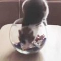 子猫vs人間のお菓子を巡る攻防戦！鉄壁の守りに、飼い主完敗？