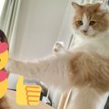 【猫飼いあるある】猫キックは最早ご褒美！肉球を嗅ぐ姿に共感続々♡