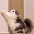 『部屋の隅っこで遊ぶ子猫』を見ていたら…まるで『リスのような動き』…