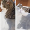 猫が『個体』→『液体』に変化する瞬間…驚きの溶け方が298万再生の大反…