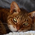 【獣医師監修】オシキャットってどんな猫？特徴や性格から飼う前の注意点…