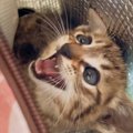 『ボンネットの中で鳴いていた子猫』を連れて帰った結果…目頭が熱くなる『…
