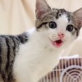 用水路に落ちそうになっていた子猫→保護から『8か月』が経つと…見違えるほ…