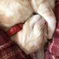 猫がくつろげる『飼い主の場所』5選