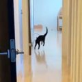 『初めての新居』→長い廊下を見て『テンション上がった黒猫』が……かわ…