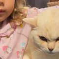 久しぶりに実家へ帰省した女の子→猫と触れ合おうとしたら…『衝撃の表…