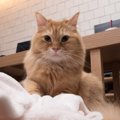 猫がお布団やクッションで『ふみふみ』しちゃう理由3選　どんな子でも…