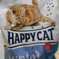 我が家のにゃんず御用達フードHAPPY CAT！安全なキャットフードの選び…