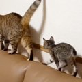 お姉ちゃん猫と遊びたい子猫→しっぽを追いかけ始めて…ほっこりする『…