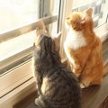 パワー補充！猫ちゃん達が朝イチでやること