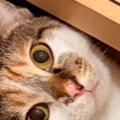 階段の角にある『三角形のスペース』を見たら、猫が…思わず笑みがこぼ…