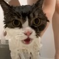 『お風呂が苦手な息子猫』をシャンプーしていたら、『パパ猫』が…まさかの…