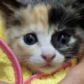 家族とはぐれ鳴き叫ぶ子猫…元気を取り戻した無邪気な姿に感涙