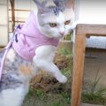 調査隊員出動！壊されたお庭に愕然とする猫ちゃん…