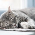 猫にとっての「理想の生活」とは？幸せを感じる5つのポイントと飼い主…