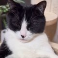 キャットタワーの上でくつろぐ猫を見たら…まさかの『貫禄ありすぎる光…