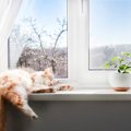 猫の『睡眠』にまつわる素朴なギモン3つ　猫も夢を見る？寝言を言ったりす…