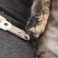 爪切りをしてもらった子猫→『終わった直後の様子』を見ると…とんでも…